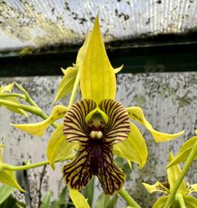 Dendrobium Aussie's Lava Burst
