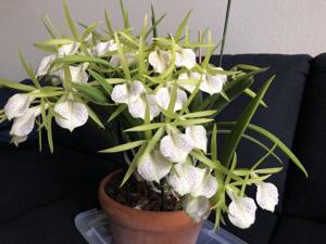 Brassocattleya Green Bird