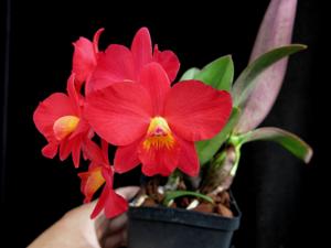Cattleya Mini Fantasy