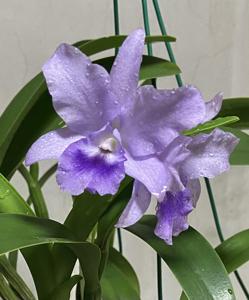 <i>Cattlianthe</i> Ernest Chew