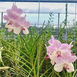 Papilionanda Pure Heart