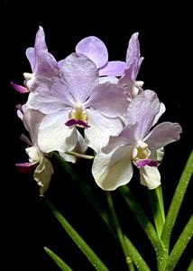 Papilionanda Pure Heart