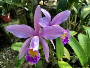 Cattleya Ai Lin Chew Tan