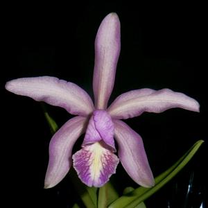 Cattleya Mariel Huien Tan