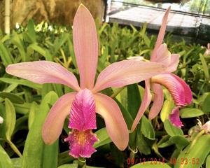 Cattleya Mariel Huien Tan