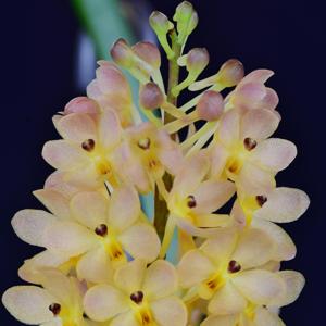 <i>Vandaenopsis</i> Chienlung Purple Star