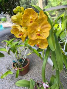 Vanda Jack Duncan