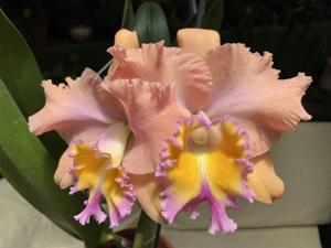 Rhyncholaeliocattleya AL Nowak's Dream