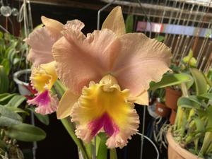 Rhyncholaeliocattleya AL Nowak's Dream