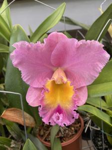Rhyncholaeliocattleya AL Nowak's Dream