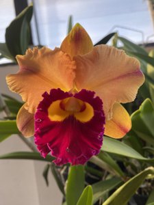 Rhyncholaeliocattleya Yingluck Smile