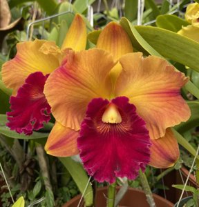 Rhyncholaeliocattleya Yingluck Smile