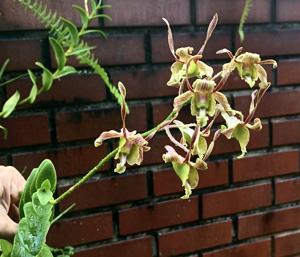 Dendrobium Emrys Myles Chew