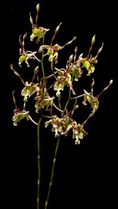 Dendrobium Emrys Myles Chew