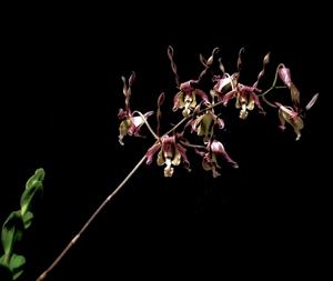 Dendrobium Emrys Myles Chew