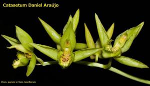 Catasetum Daniel Araújo