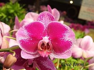 Phalaenopsis Wonderful Girl Coco