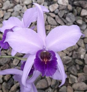<i>Laeliocatanthe</i> Cielito Lindo