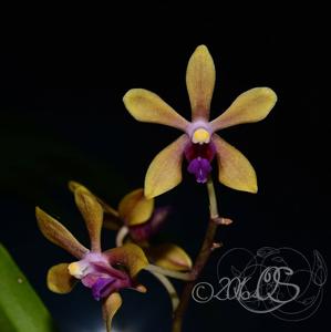 Vandaenopsis GK's Testaceana