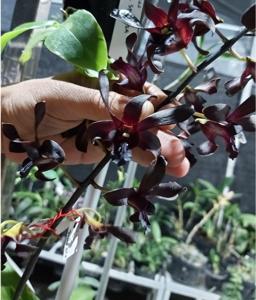 Dendrobium Calliope Purple