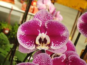 <i>Phalaenopsis</i> Ben Yu Shining Star
