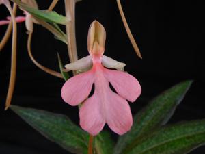 Habenaria Erich's Pink Thing
