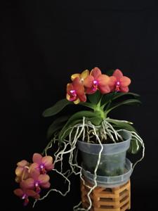 Phalaenopsis Pylo's Song