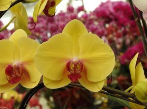 Phalaenopsis Da Shang Yellow Sun