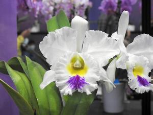 Rhyncholaeliocattleya Duh's Eternal Love