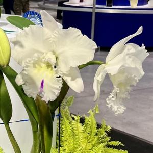 Rhyncholaeliocattleya Duh's Pure Love
