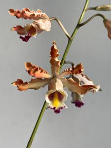 <i>Myrmecophila</i> Motes Long Shot