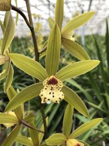 <i>Cymbidium</i> Fu Manchu