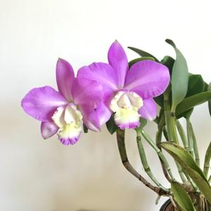 <i>Cattleya</i> Vigour Pinky