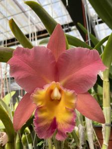 Rhyncholaeliocattleya Jessie Lee