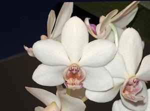 <i>Rhynchonopsis</i> Kdares Perfume Girl