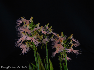Habenaria Sunrise Plumes