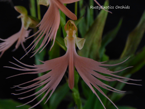 Habenaria Sunrise Plumes