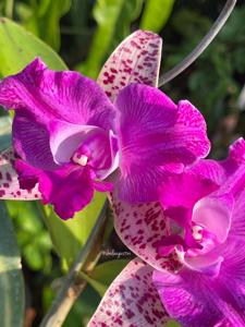 Cattleya Yuan Dung Sweet