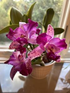 Cattleya Yuan Dung Sweet