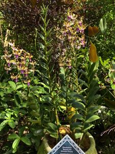 Dendrobium Barack and Michelle Obama