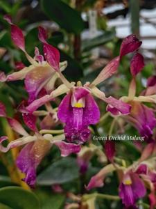 Dendrobium Barack and Michelle Obama