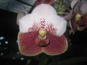 Vanda Elizabeth Zimmerman Duterte