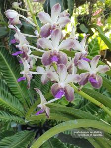 <i>Vandachostylis</i> Yen HKN Ng