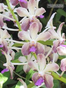 Vandachostylis Yen HKN Ng