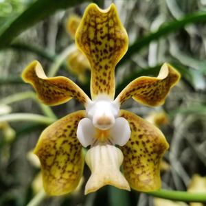 Vanda Naoki Kawamura