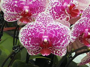 Phalaenopsis OX Red Sesame