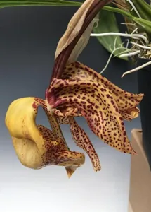 Coryhopea Predator