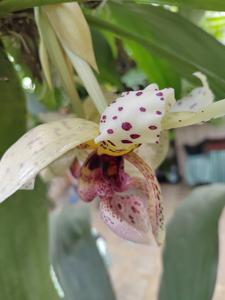Stanhopea Yolanda Breck
