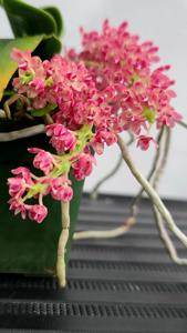 Tubecentron LOC Cajun Girl