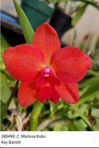 <i>Cattleya</i> Marissa Kubo